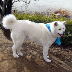 わんわんルーム定期譲渡会 サムネイル3