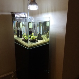 グリーンテトラ等＋水槽一式