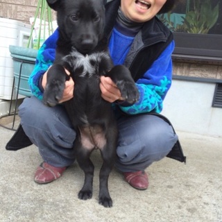 1月生まれの子犬3頭、家族募集中！！