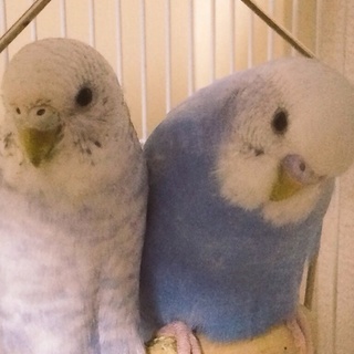 里親募集です(._.)