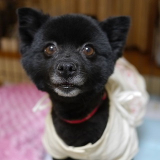 元気な黒ポメ５才♀、４．８キロ