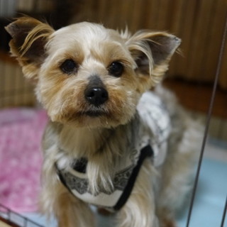 穏やかヨーキー８才くらい♀、３．８キロ