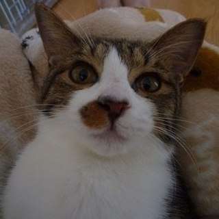 里親さま決定しました。甘えん坊な女の子