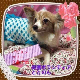 甘えん坊パピヨン３才女の子サリーです。