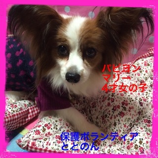 パピヨン・マリーは可愛い女の子