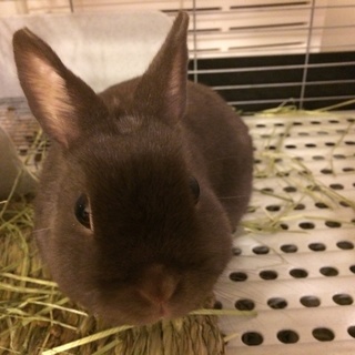 ネザーの里親募集します。