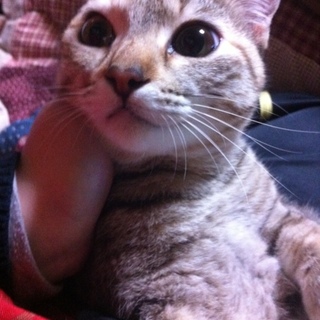 引き取り先見つかりました。