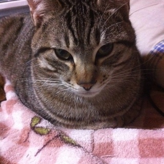 里親さん決定！ありがとうございます！