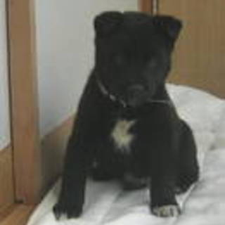 ２か月甘えん坊子犬のりちゃん