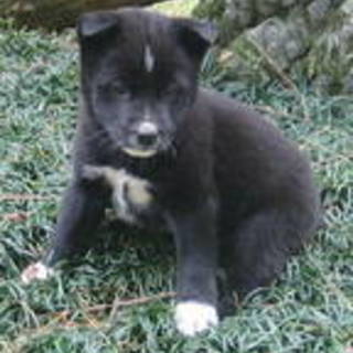 甘えん坊オス２か月