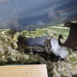 ジャンガリアンハムスター 3月4日生まれ