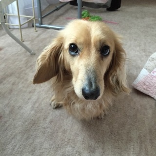 ミニチュアダックス3才男の子