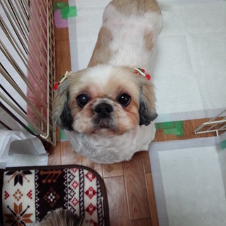 繁殖屋の放棄犬シーズー