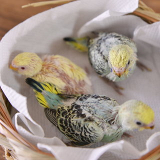 セキセイインコ雛の里親様募集