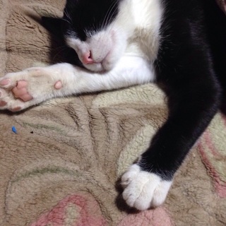 生後7ヶ月のはちわれ猫ちゃん