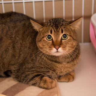 STARCats～みんなのアニキ、健太くん