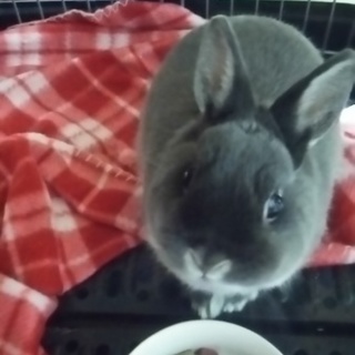 【血統書】ネザーランドドワーフ(オス)