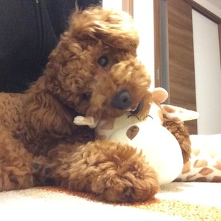 トイプードル 男の子