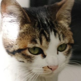 決まりました。ありがとうございました！