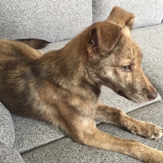 とても大人しいです。雑種♂1歳