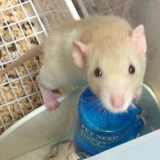 ファンシーラット おす 2匹