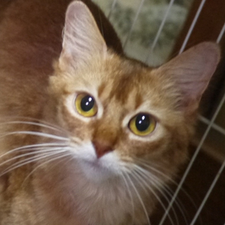 【募集一時停止】肩のリ ソマリ♀仮名：はなびちゃん