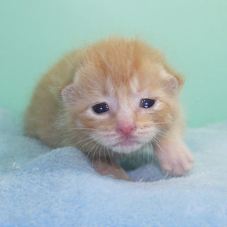 授乳期 茶トラ♂君 