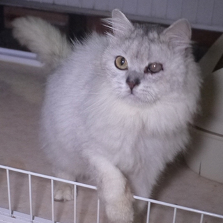 甘ったれなチンチラ系長毛MIX♂あきら君 