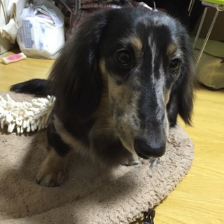 ミニチュアダックス 里親募集