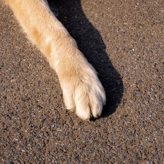 里親様決定しました。