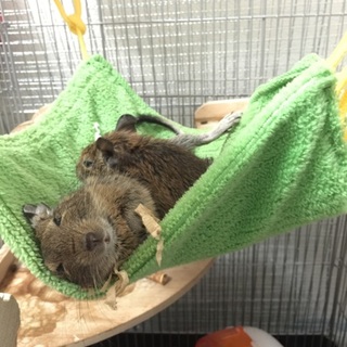 只今交渉中のため一旦募集を停止させて頂きます