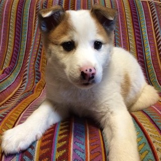 とにかく賢い！子犬２ヶ月！！