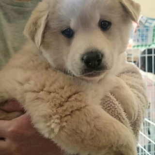 人懐っこい 1ヶ月半の男の子です♪