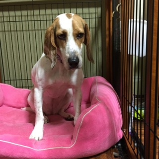 とても大人しいです。雑種♀4歳