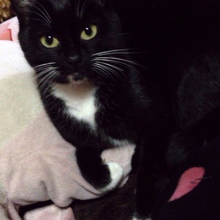 甘えん坊さんのくつしたにゃんこ♪