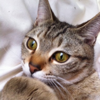 里親さん決定！！ありがとうございました！