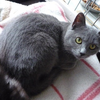 小柄なロシアンブルー系です。