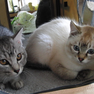 可愛くて元気な姉妹仔猫ちゃんです♪トライアル決定！