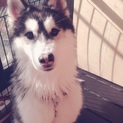 シベリアンハスキーの里親募集