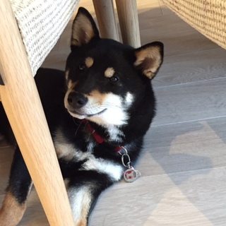 里親がきまりました。ありがとうございました。