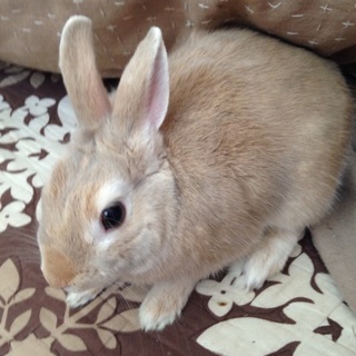 ネザーの一歳です