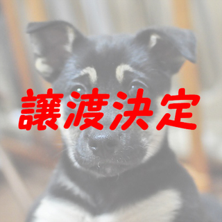 チロル：眉毛模様のトライカラー子犬