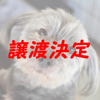 クリス：おっとりテリア系ミックス