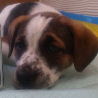 里親様が決定致しました。