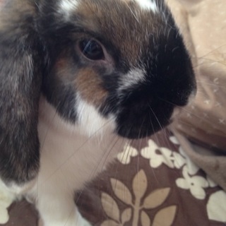 ホーランドロップの可愛いオスです