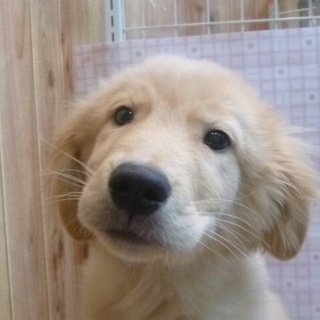 子犬のゴールデン君