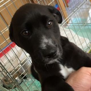 里親様が決定致しました。