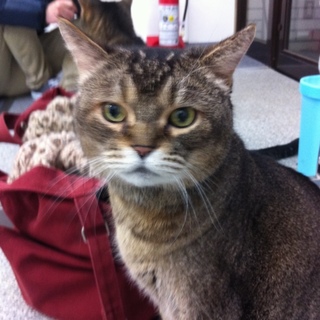 15歳のおじいちゃん猫、じわじわくるかわいさです。