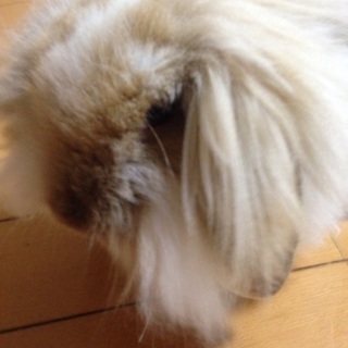 ふわふわファンキーなホーランドロップイヤー