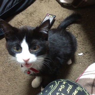 《一時停止中》だいたい５ヶ月！